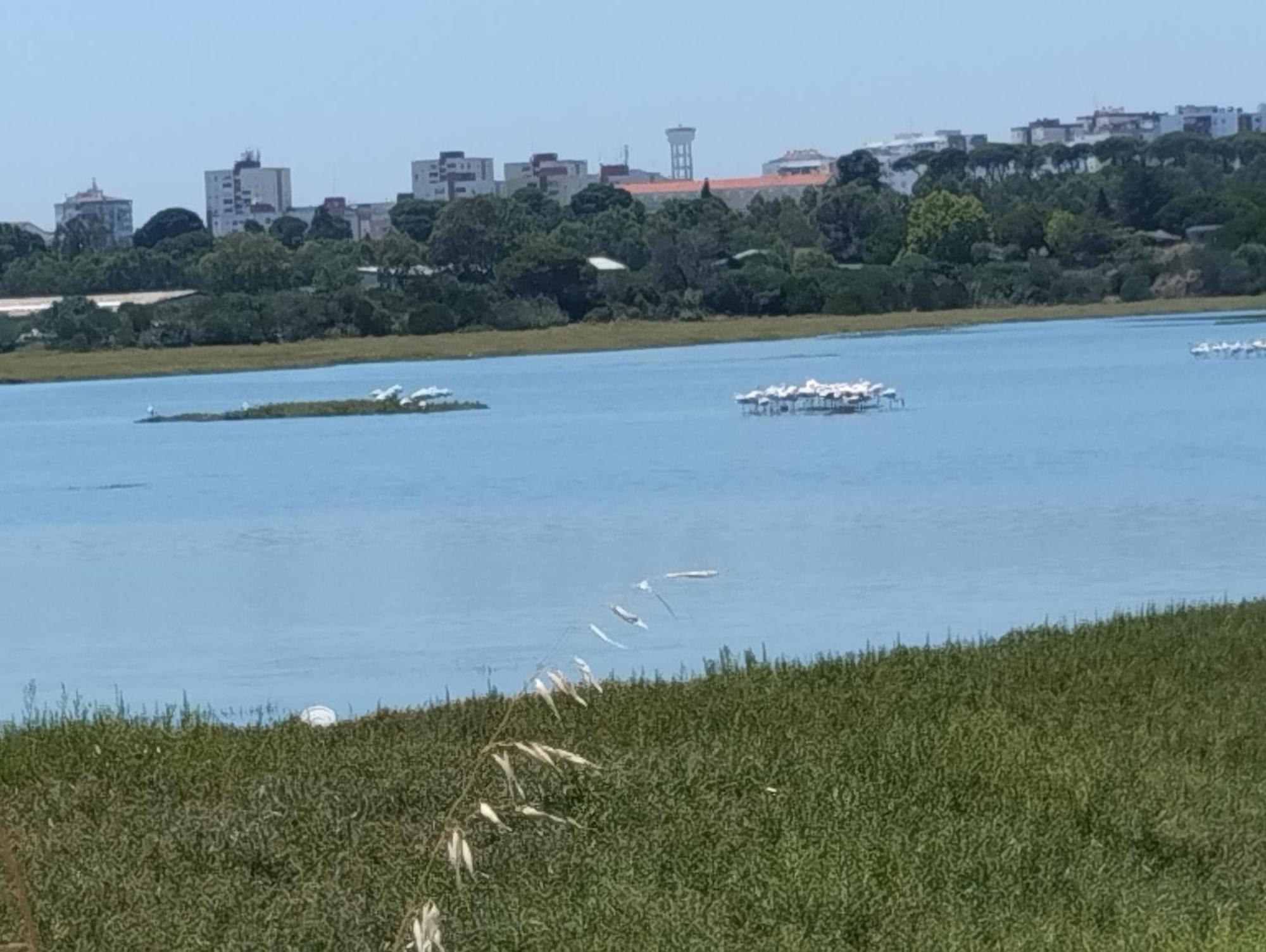 Alojamento Local, Cantinho Verde Otel Corroios Dış mekan fotoğraf